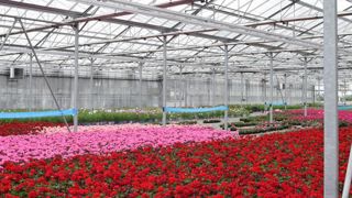 Étudier et modéliser les microclimats d’une serre permettra, par exemple, d’optimiser l’utilisation du biocontrôle. ©A. Mabire